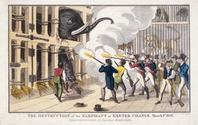 The Destruction of the Elephant Destroyed at Exeter 