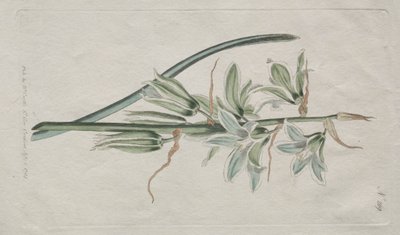 The Botanical Magazine or Flower Garden Displayed: Star of Bethlehem by William Curtis