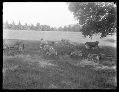 Cows resting under a tree, probably the McCready Farm, Crawford County, Pennsylvania, c.1913 by William Davis Hassler