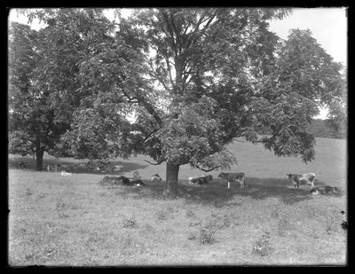 Cows resting under a tree, probably the McCready Farm, Crawford County, Pennsylvania, c.1913 by William Davis Hassler