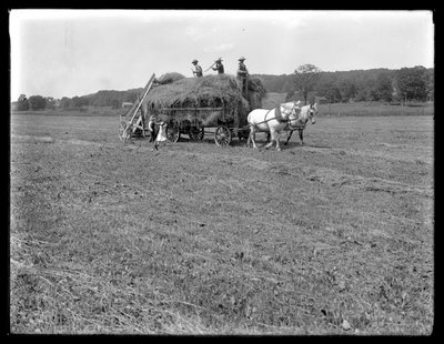 Farm workers loading hay on to horse-drawn hay wagon, McCready Farm, Crawford County, Pennsylvania, c.1913 by William Davis Hassler