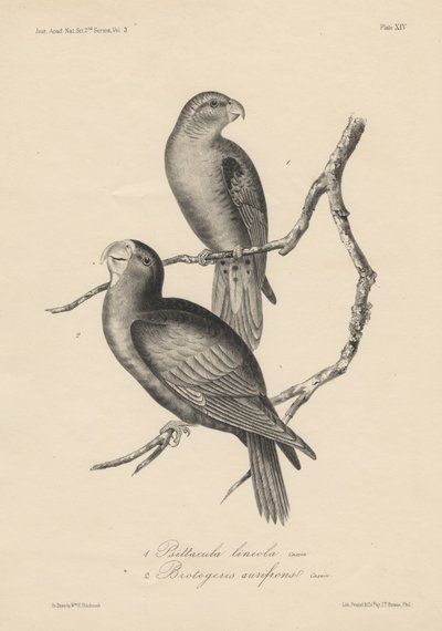 1. Psittacula lineola and 2. Brotogeris aurifrons, litho by J.T. Bowen by William E. Hitchcock