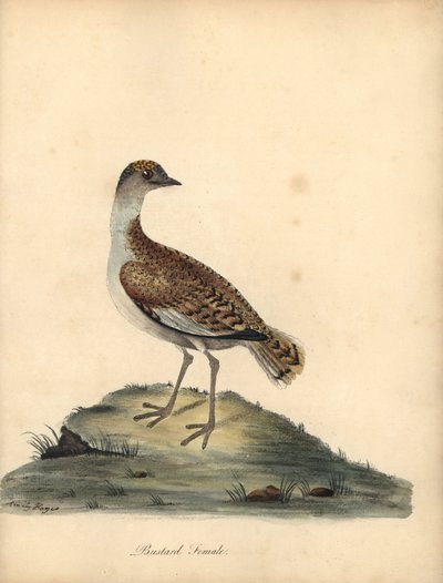 Great Bustard, Otis Tarda, Female. Handcoloured Copperplate Engraving of an Illustration by William and Emily Hayes from William Hayes