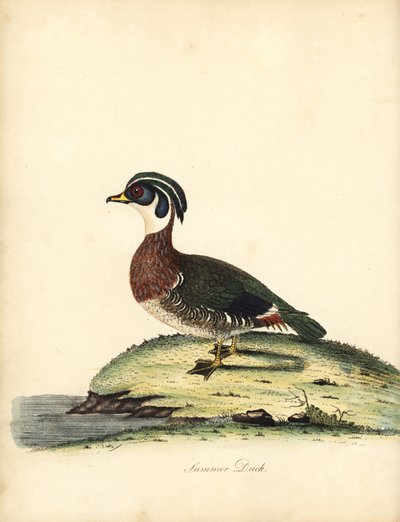 Wood Duck, Aix sponsa. Handcoloured Copperplate Engraving of an Illustration by William Hayes from 