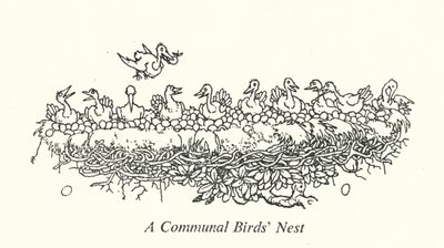 A Communal Birds