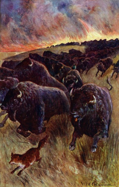 I Caught Sight of a Herd of Buffalo Dashing on to Escape the Flames by William Henry Charles Groome