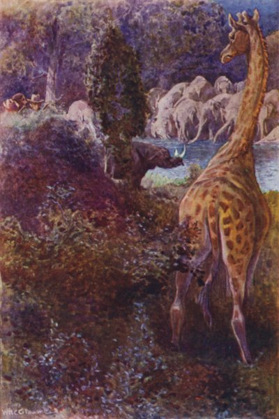Illustration for The Gorilla Hunters by R M Ballantyne by William Henry Charles Groome