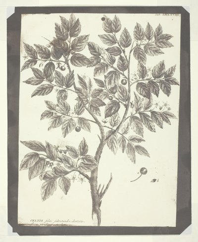 Copy of Botanical Engraving of "Celtis" by William Henry Fox Talbot