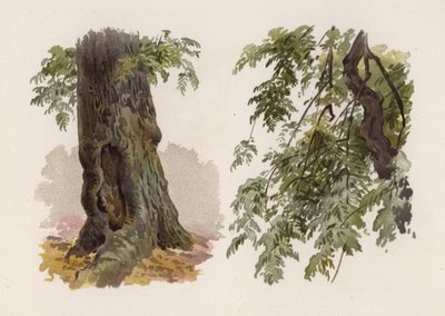 Trees: The Ash by William Henry James (after) Boot