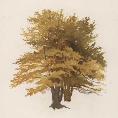 Trees: The Beech by William Henry James (after) Boot