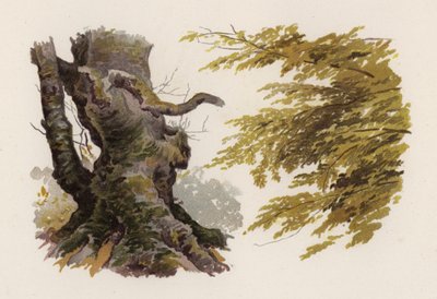 Trees: The Beech by William Henry James (after) Boot