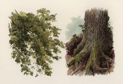 Trees: The Elm by William Henry James (after) Boot
