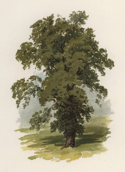 Trees: The Elm by William Henry James (after) Boot