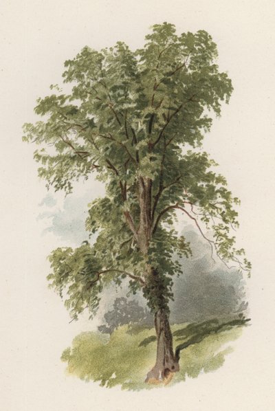 Trees: The Elm by William Henry James (after) Boot