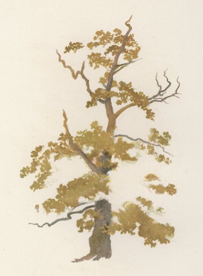 Trees: The Oak by William Henry James (after) Boot