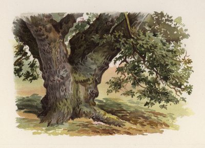 Trees: The Oak by William Henry James (after) Boot