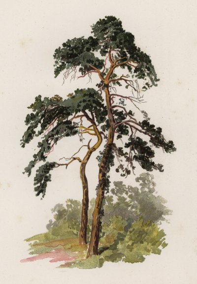 Trees: The Scotch Fir by William Henry James (after) Boot