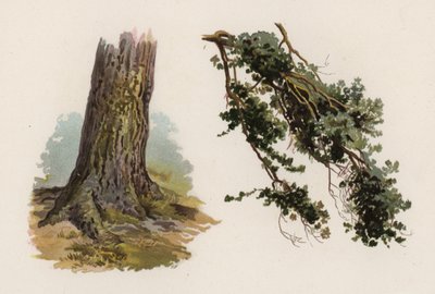 Trees: The Scotch Fir by William Henry James (after) Boot