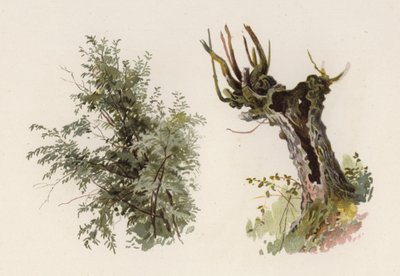 Trees: The Willow by William Henry James (after) Boot