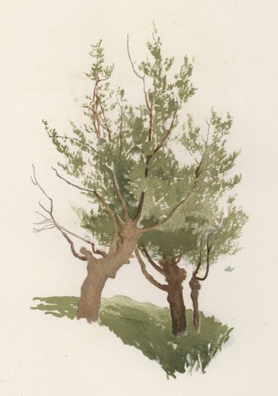Trees: The Willow by William Henry James (after) Boot
