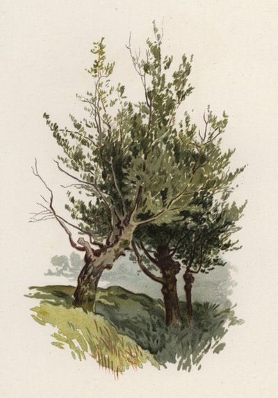 Trees: The Willow by William Henry James (after) Boot
