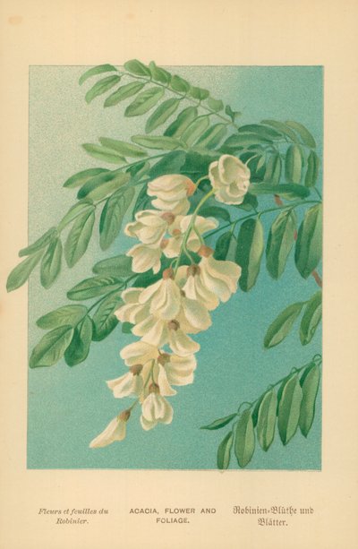 Acacia, Flower and Foliage by William Henry James Boot