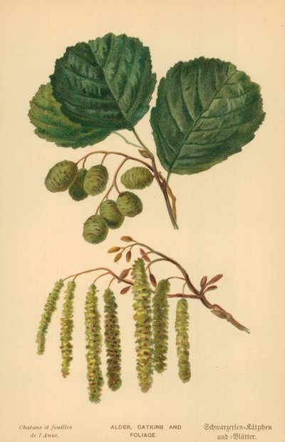 Alder, Catkins and Foliage by William Henry James Boot