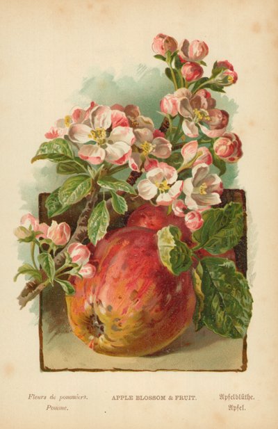 Apple Blossom and Fruit by William Henry James Boot