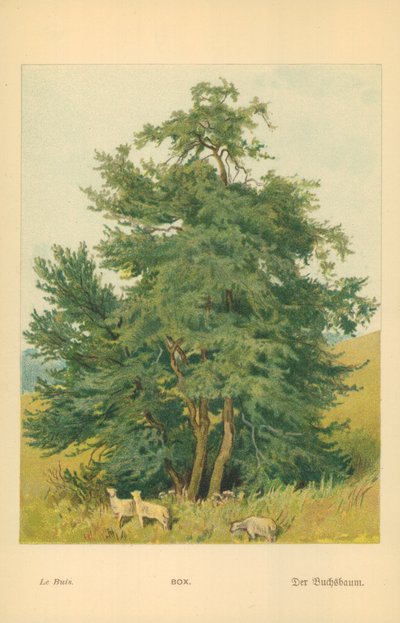 Box by William Henry James Boot