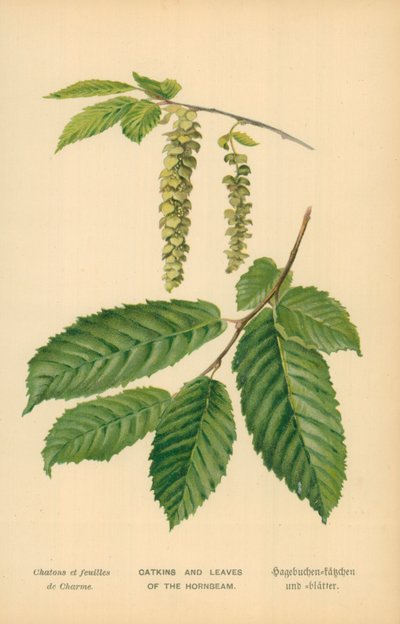 Catkins and Leaves of the Hornbeam by William Henry James Boot