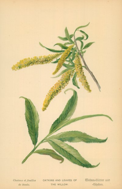 Catkins and Leaves of the Willow by William Henry James Boot