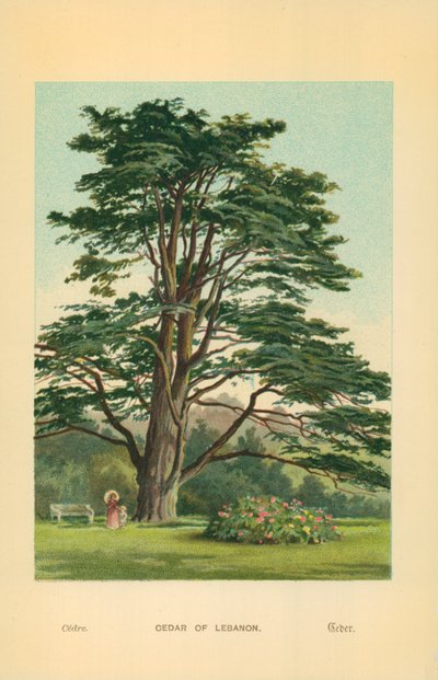 Cedar of Lebanon by William Henry James Boot