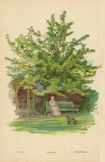 Cherry by William Henry James Boot