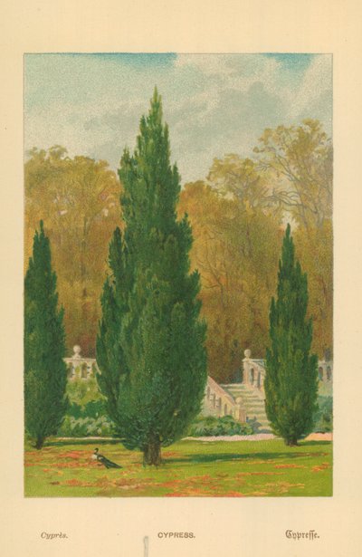 Cypress by William Henry James Boot
