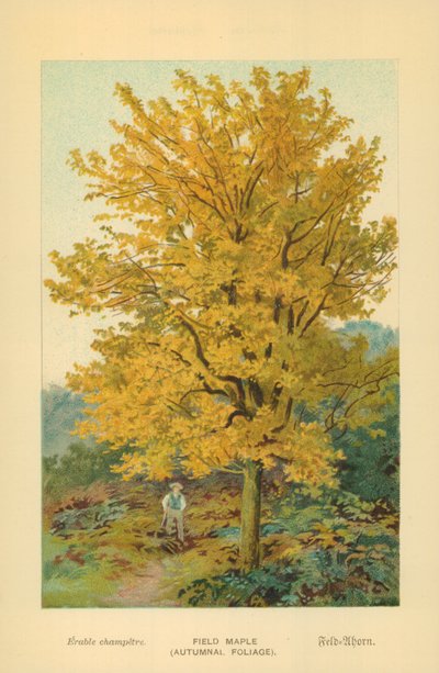Field Maple (Autumnal Foliage) by William Henry James Boot