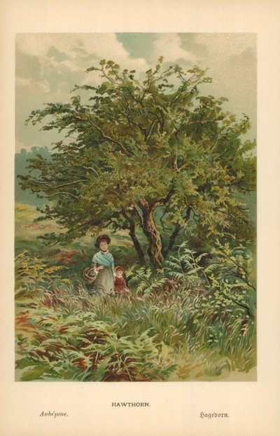 Hawthorn by William Henry James Boot