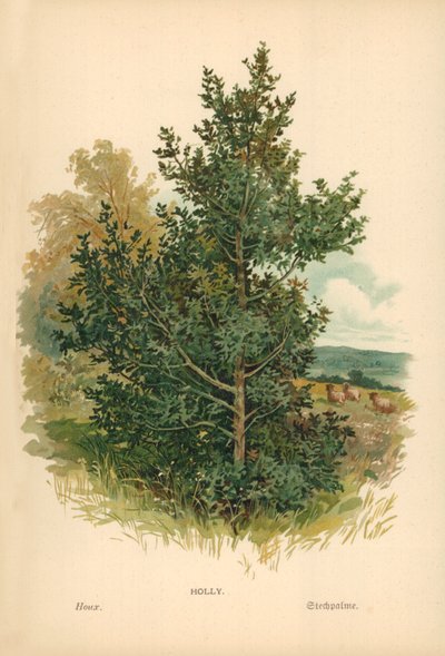 Holly by William Henry James Boot