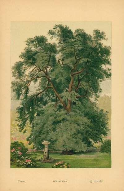 Holm Oak by William Henry James Boot