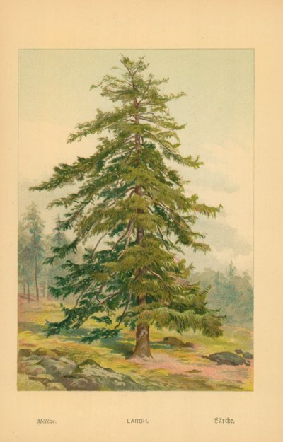 Larch by William Henry James Boot