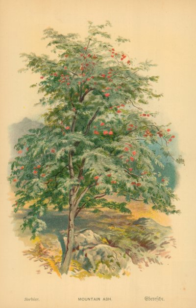 Mountain Ash by William Henry James Boot