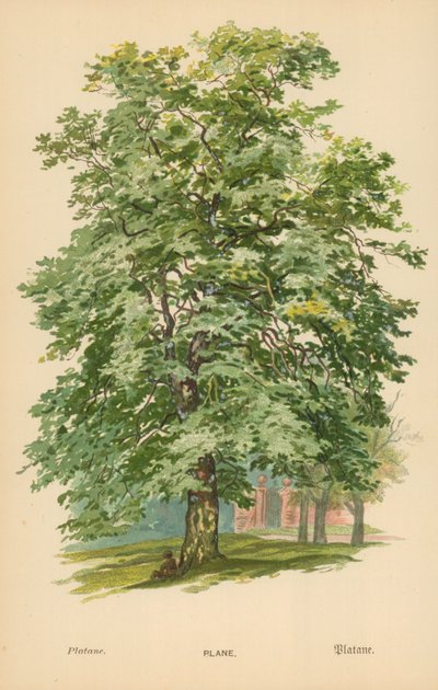 Plane by William Henry James Boot