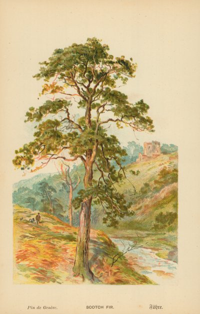 Scotch Fir by William Henry James Boot
