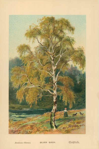 Silver Birch by William Henry James Boot