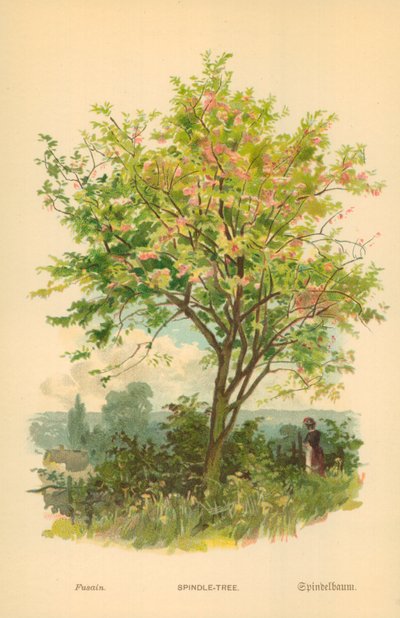 Spindle-Tree by William Henry James Boot