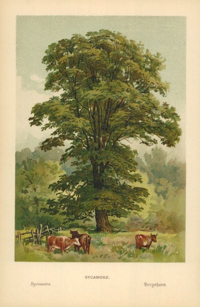 Sycamore by William Henry James Boot