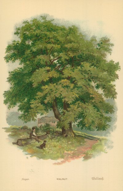 Walnut by William Henry James Boot