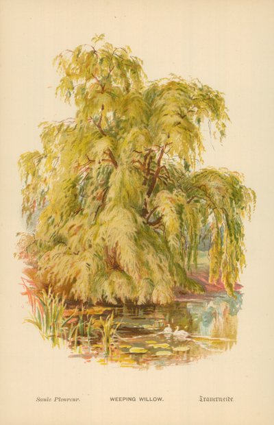 Weeping Willow by William Henry James Boot