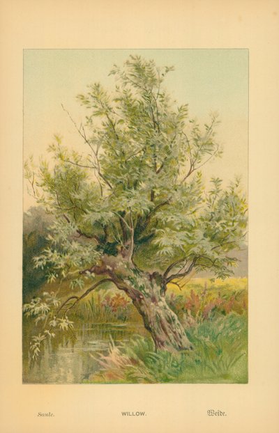 Willow by William Henry James Boot
