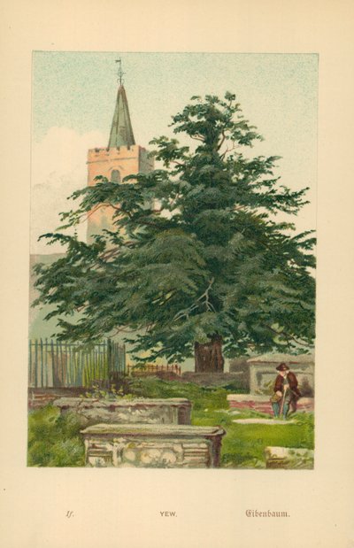 Yew by William Henry James Boot