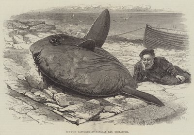 Sun-Fish captured at Catalan Bay, Gibraltar by William Henry Pike